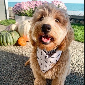 Golden Tail Co. | Dog Bandana
